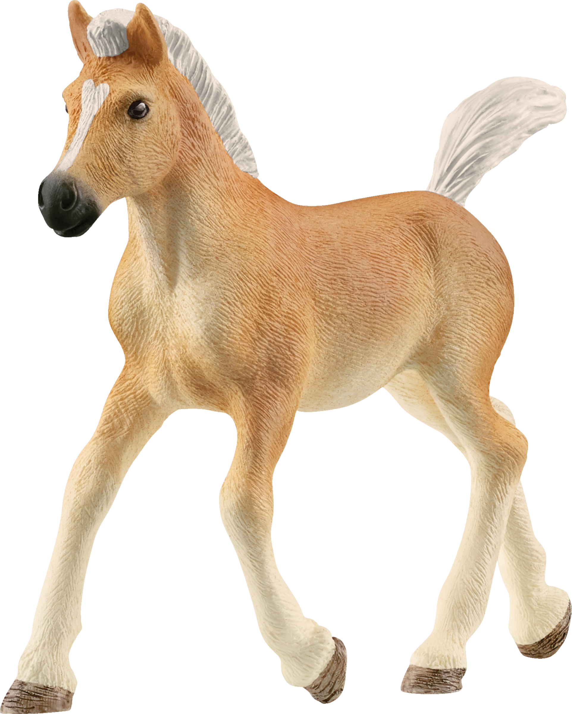 13951 Haflinger Fohlen