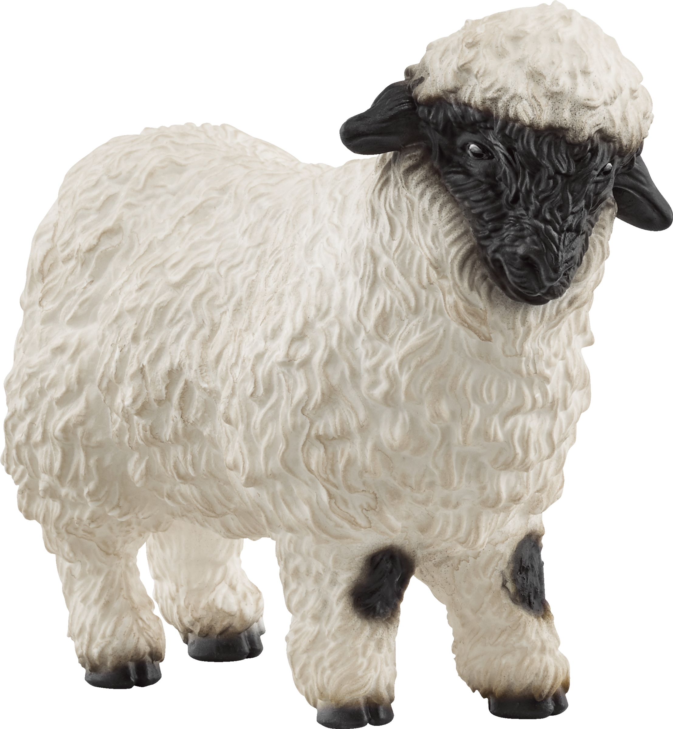 13965 Walliser Schwarznasenschaf