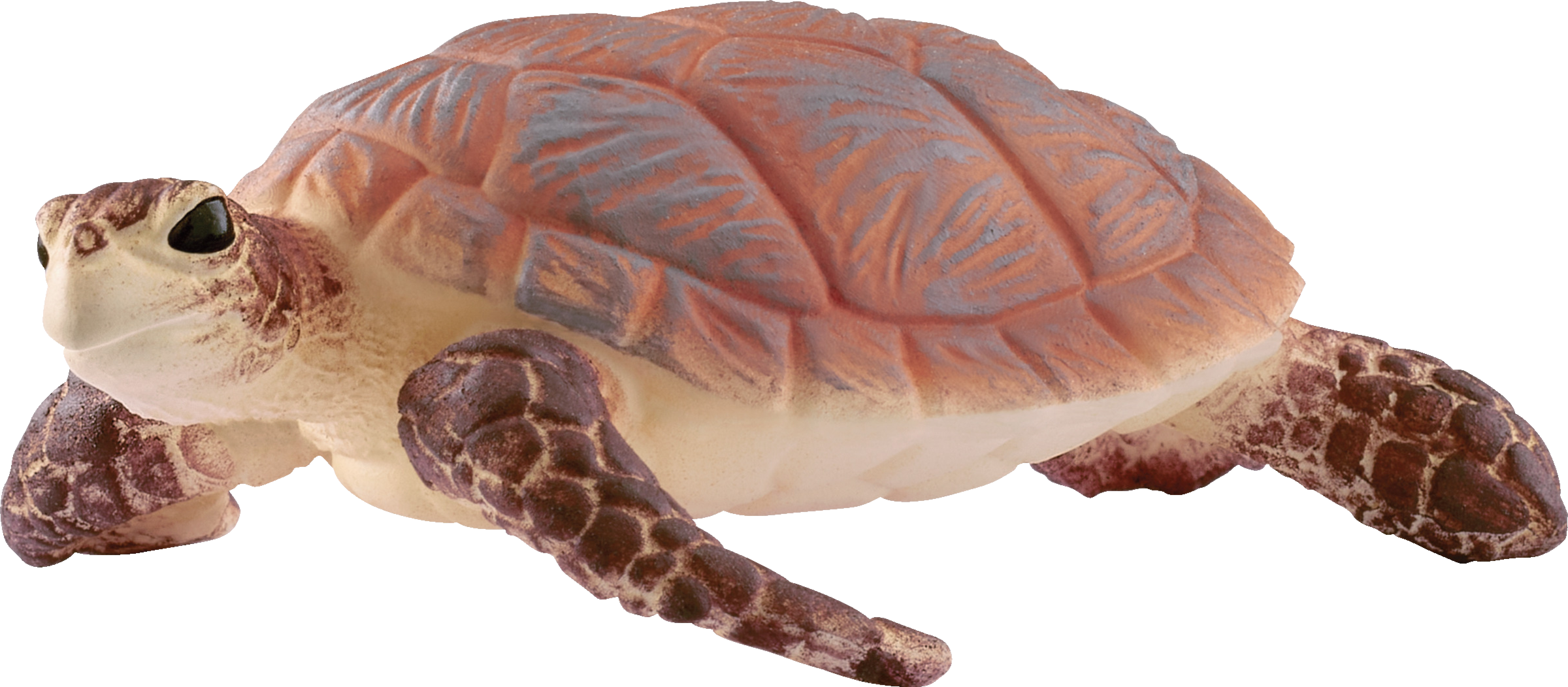 14876 Echte Karettschildkröte