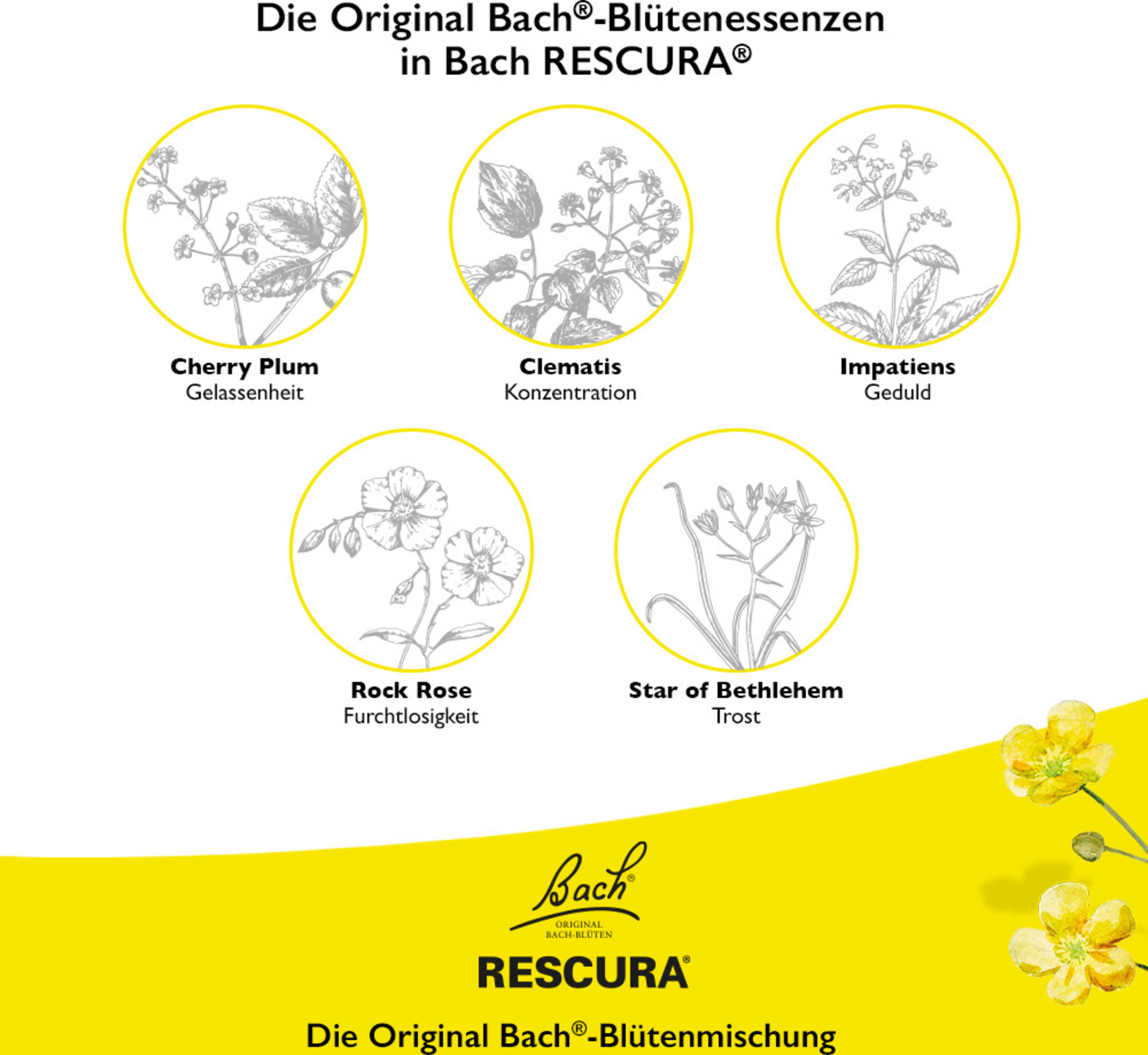 بخاخ زهور باخ خالٍ من الكحول 6