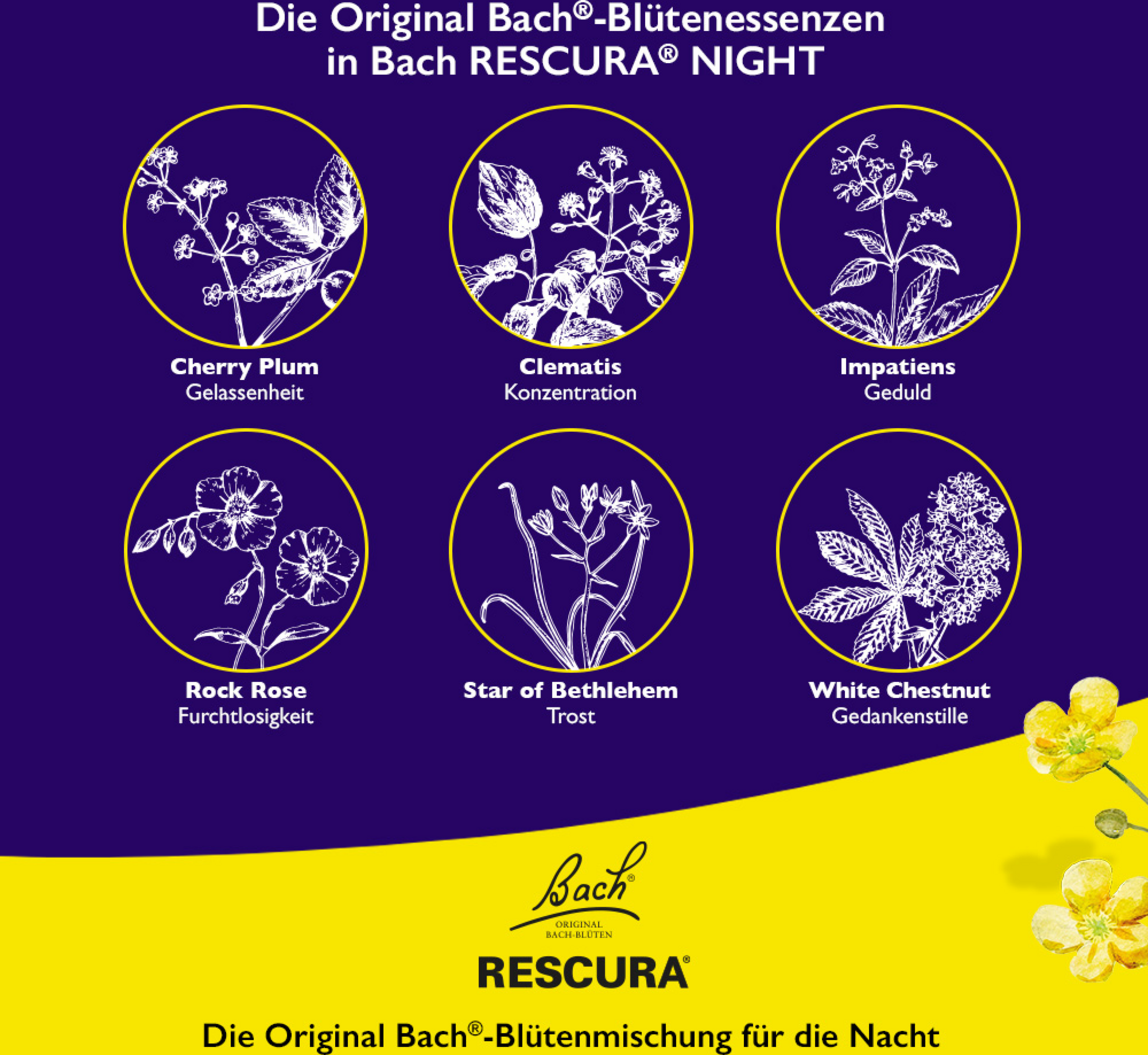 قطرات Bachblüten NIGHT Kids 5