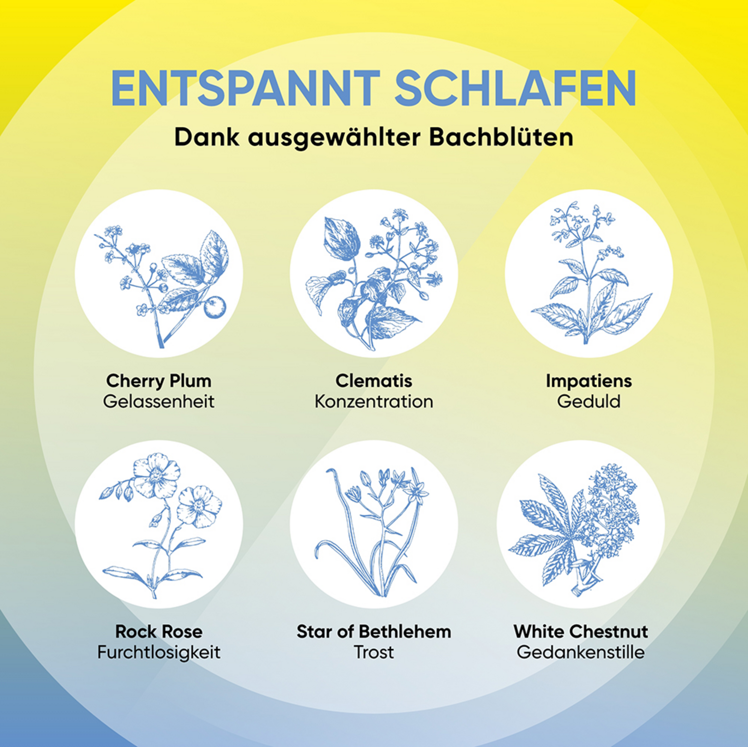 PLUS Bachblüten Nachtruhe 9