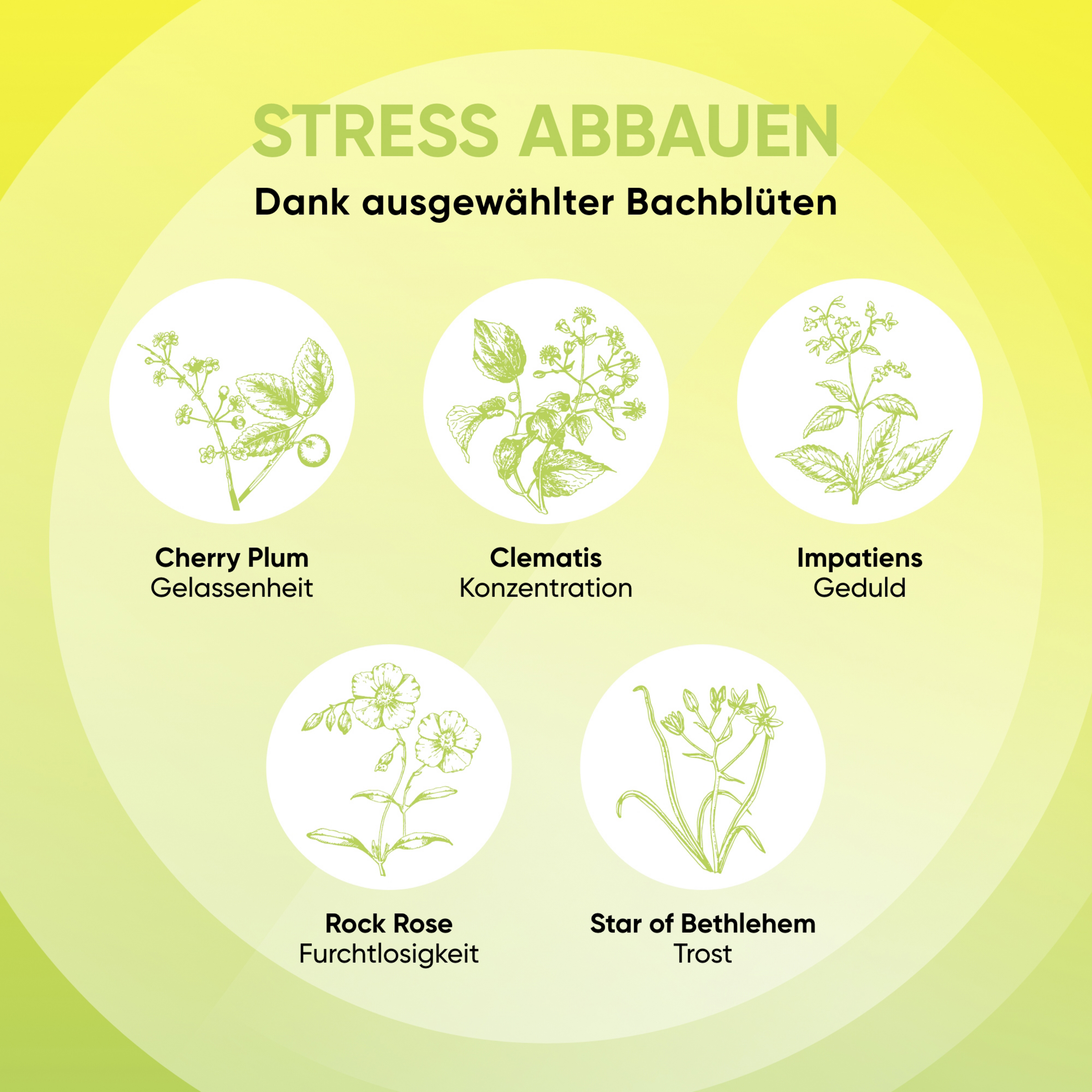 PLUS مستخلصات زهرة باخ للتوازن العقلي 8