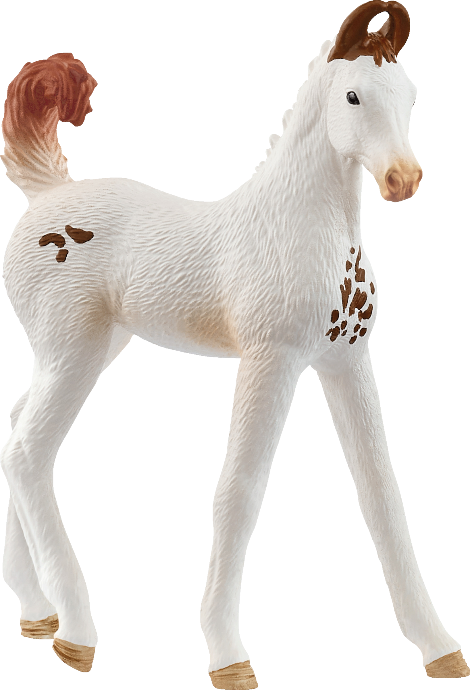 14896 Marwari Fohlen