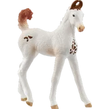 14896 Marwari Fohlen