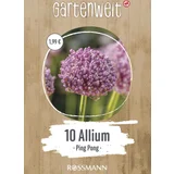 Allium Pink Pong
