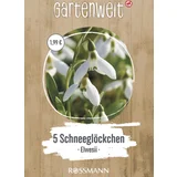Schneeglöckchen