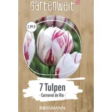 Tulpen triumph Carnaval de Rio
