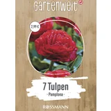 Tulpen gefüllte frühe Pamplona