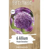 Allium