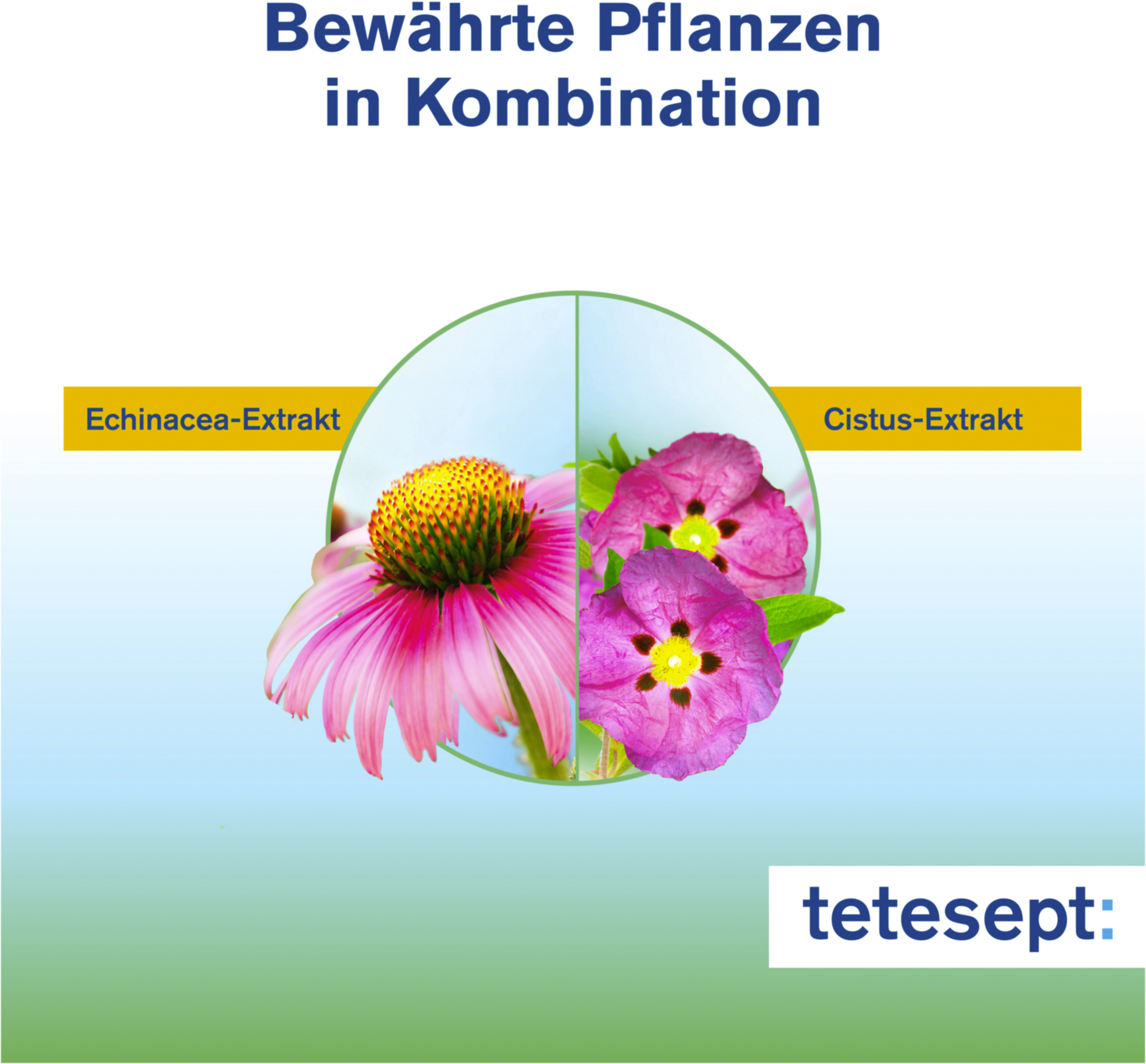 إشنسا + سيستوس بلس 7