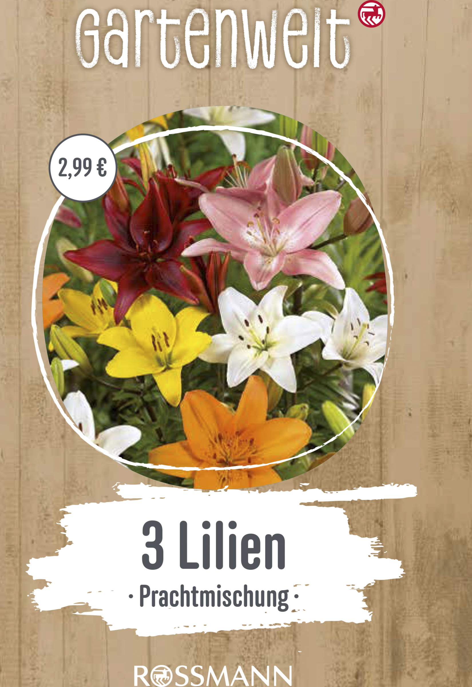 Lilien Prachtmischung