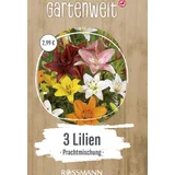 Lilien Prachtmischung