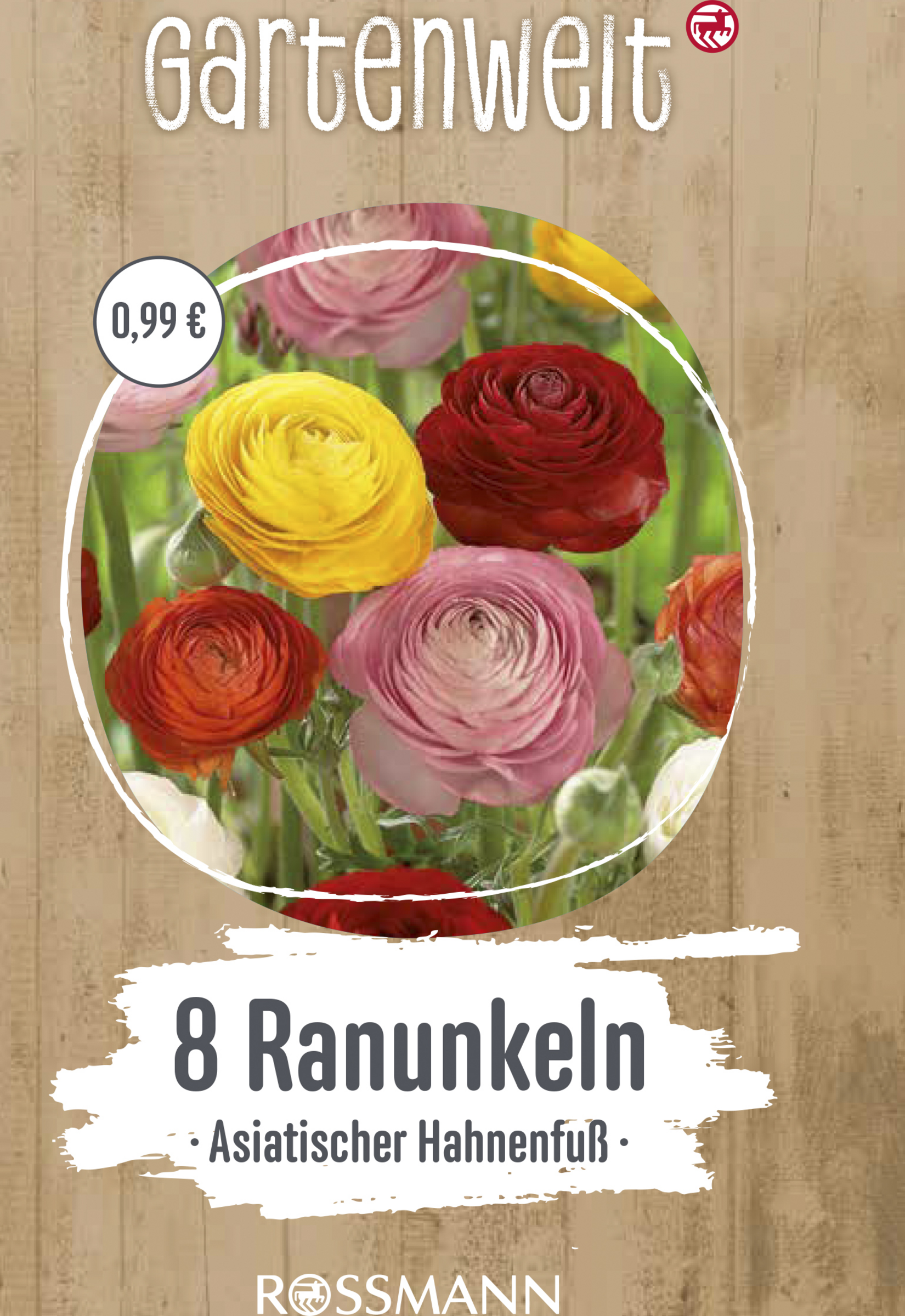 Asiatischer Hahnenfuss (Ranunkeln)