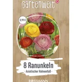 Asiatischer Hahnenfuss (Ranunkeln)