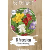 Freesien Einfache Mischung