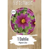 Dahlie Mignon-Lilac