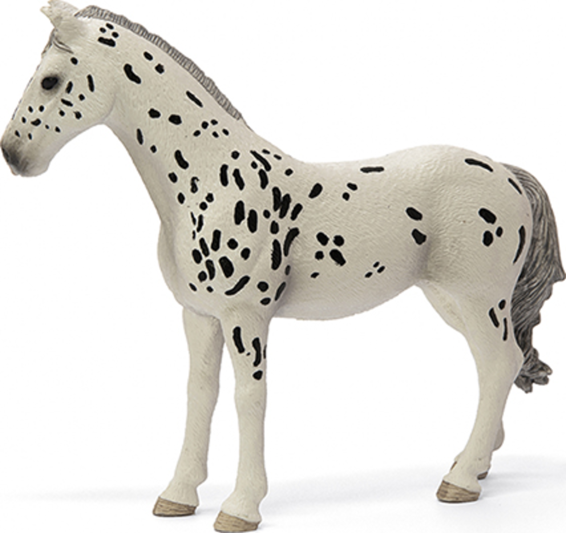 Knabstrupper Stute 13910