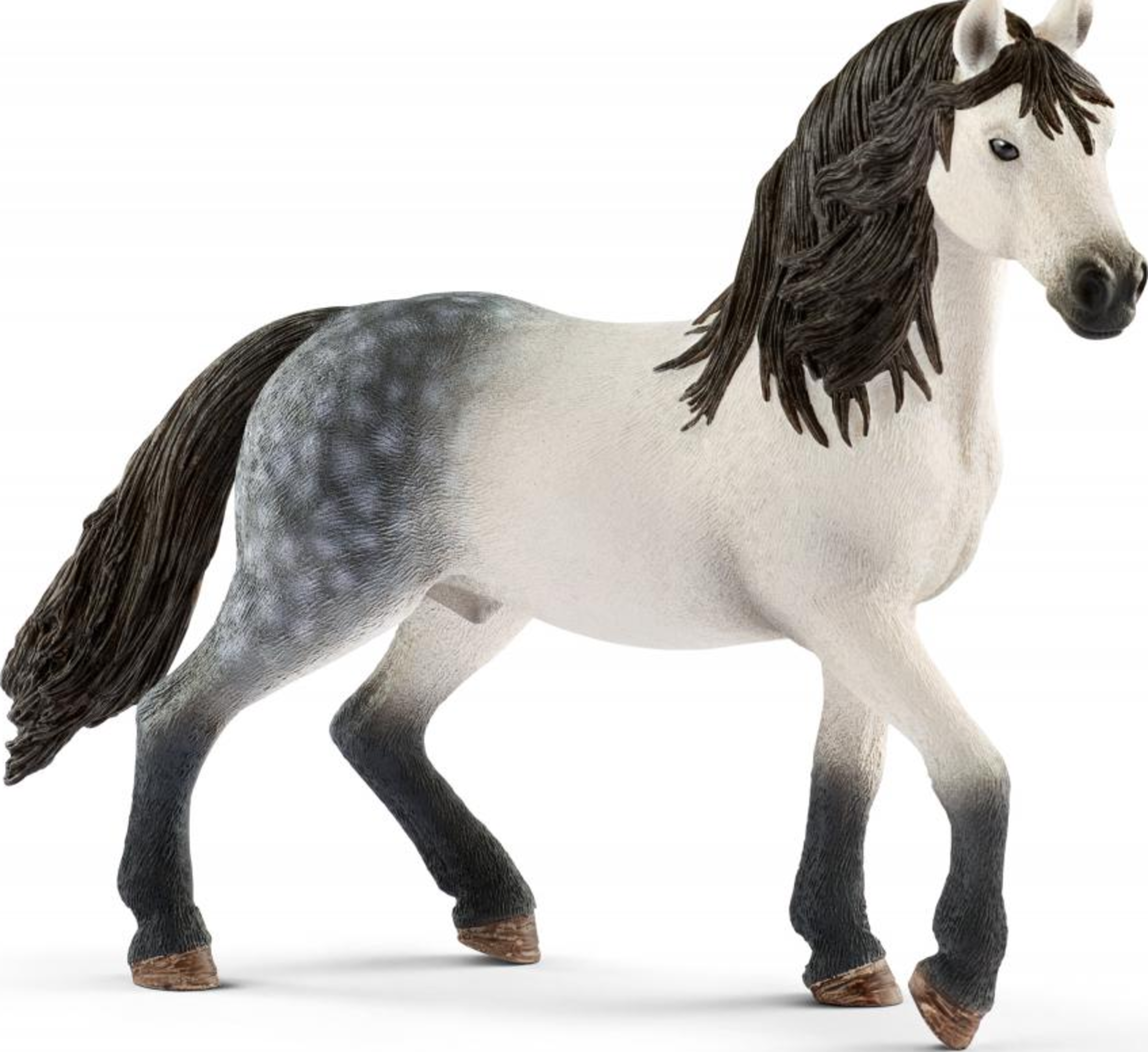 13821 Andalusier Hengst