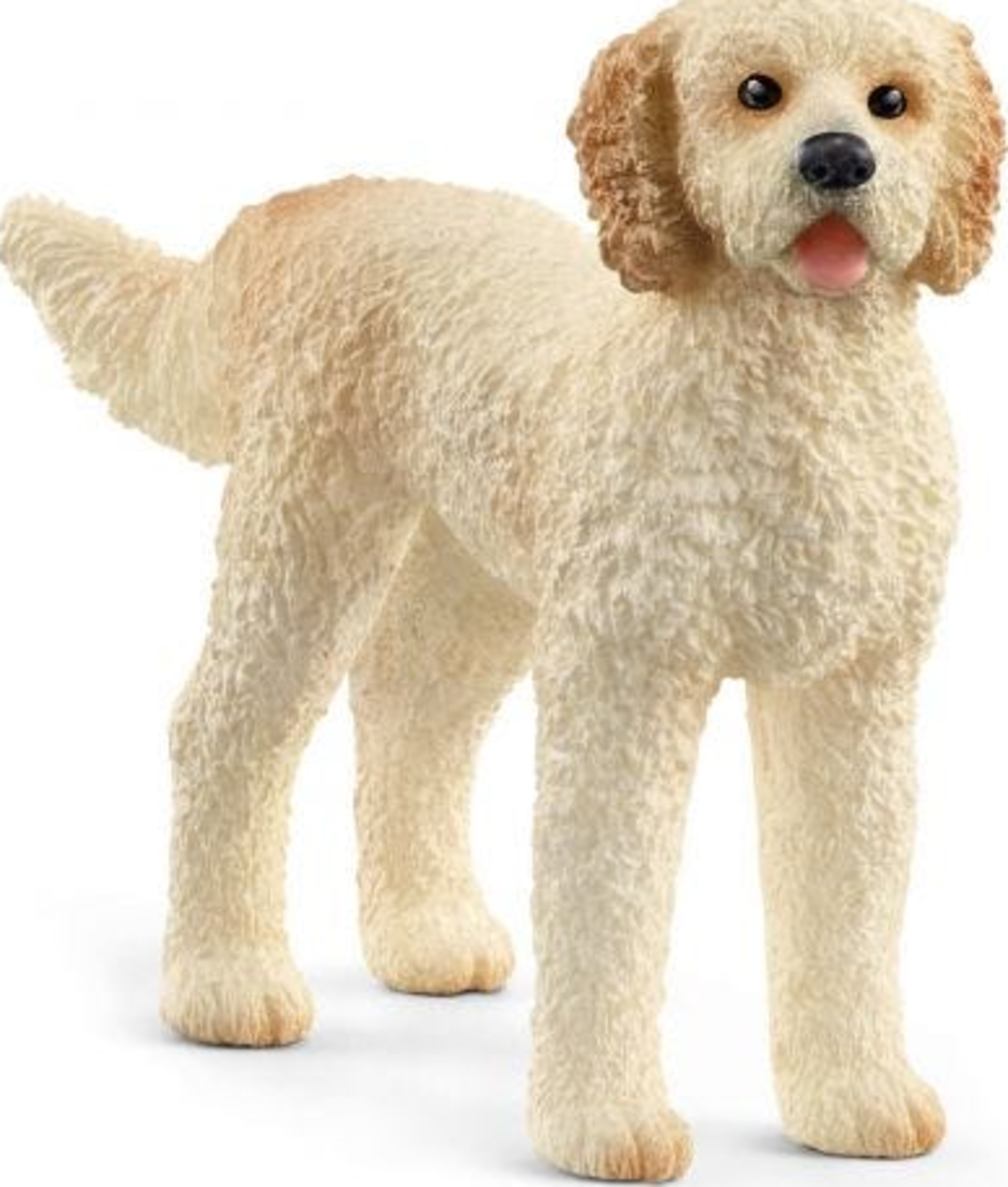 13939 Goldendoodle