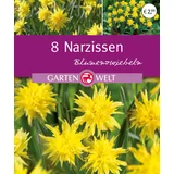 Narzissen Rip van Winkle