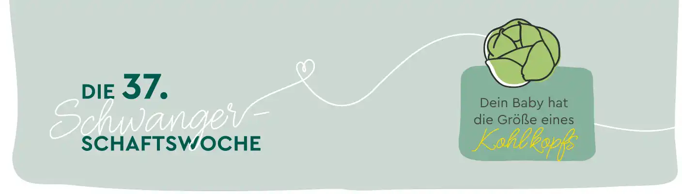 37. SSW: Entwicklung & Tipps für die 37. Schwangerschaftswoche ...