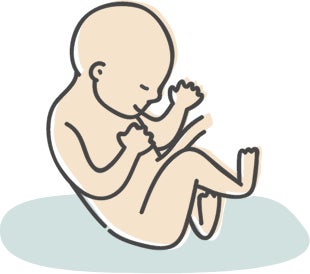 Embryo_11.jpg