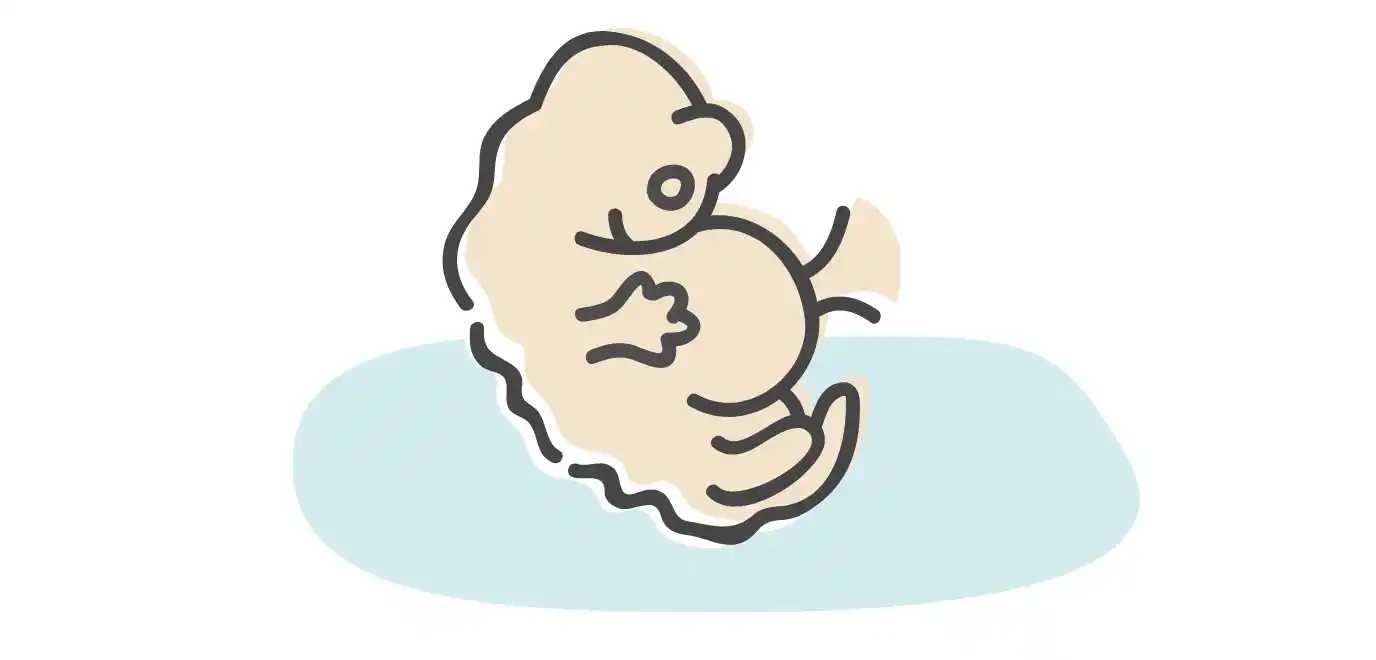 8. SSW: Die 8. Schwangerschaftswoche | rossmann.de