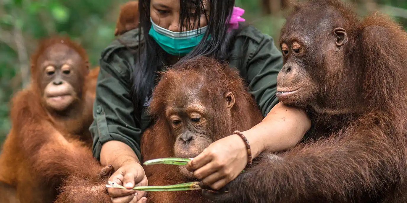 Zukunft schaffen für die Orang-Utans