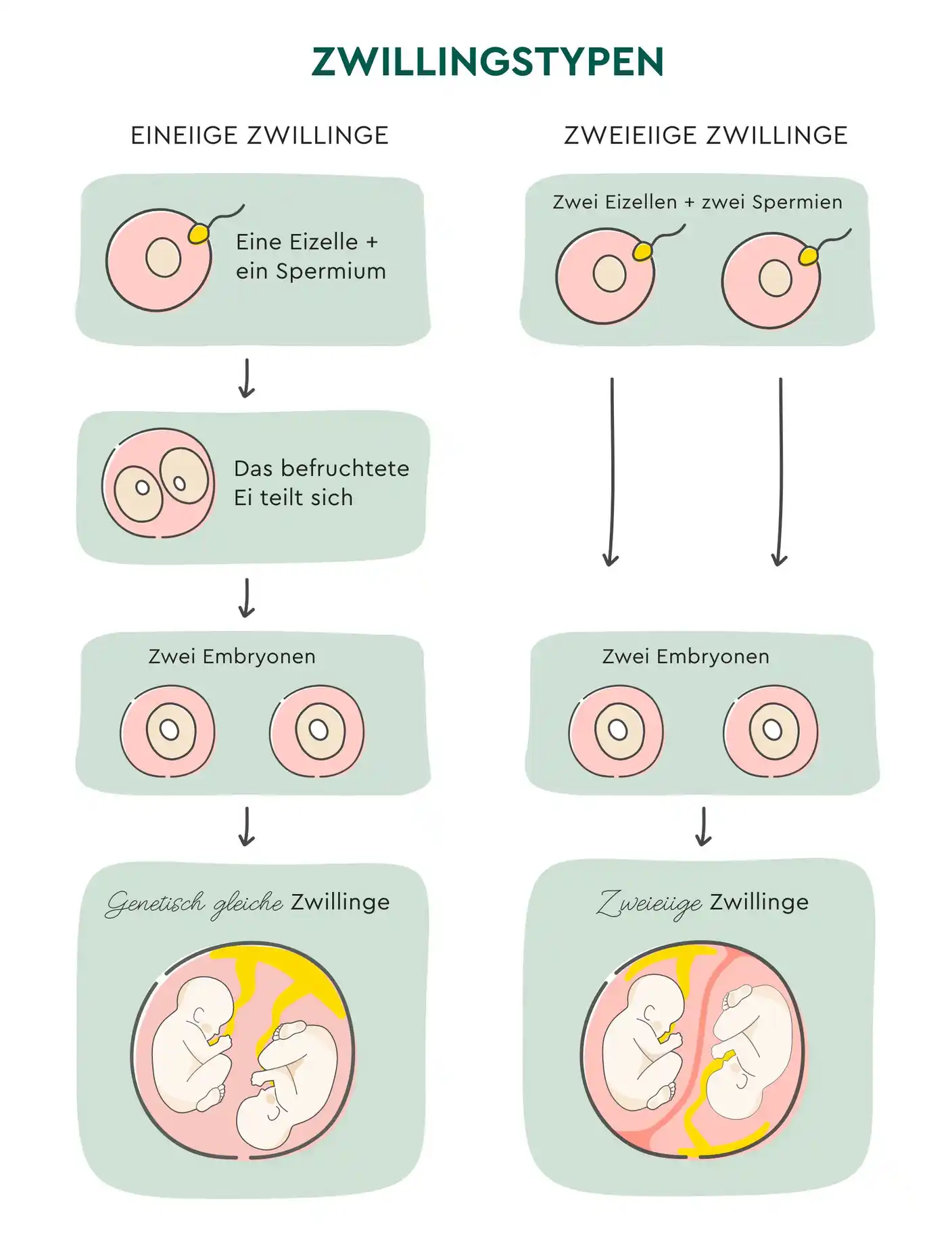 zweieiige zwillinge normale geburt